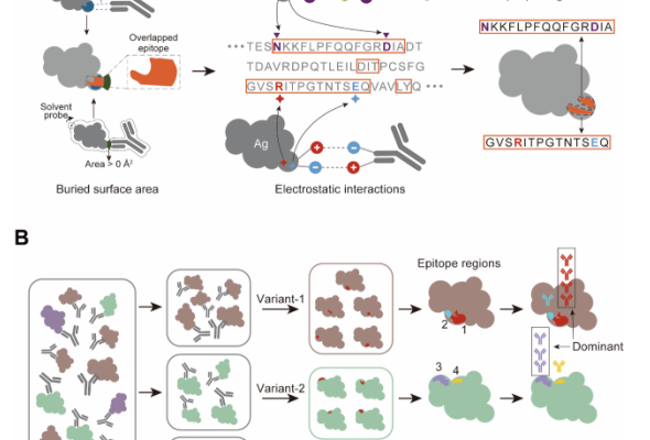 中国医学科学院医学生物学研究所研究进展快报第8期 医学生物学研究所刘野团队在B细胞优势表位智能鉴定方面取得进展